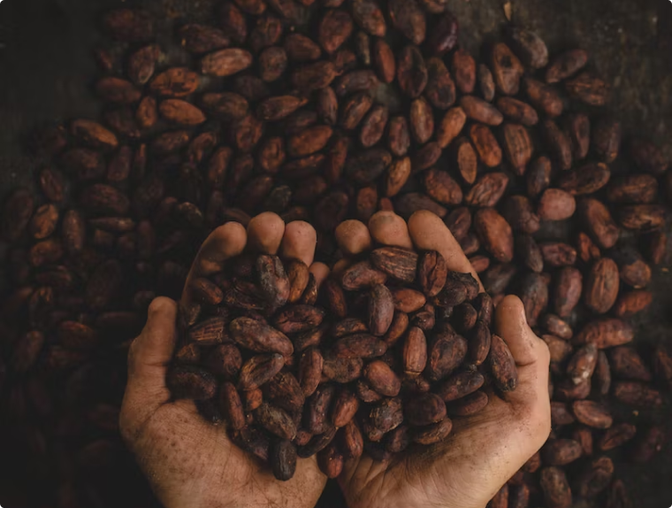 Coffee Bean Direct
